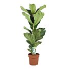 Φυτό ficus Lyrata  80-100cm