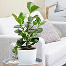 Φυτό Ficus Clusia 60-80cm