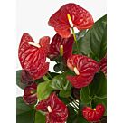 Φυτό Anthurium 25 – 35cm