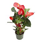 Φυτό Anthurium 35-50 cm