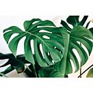 Φυτό Monstera 70-90cm