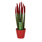 Φυτό Sansevieria Cylindrica Velvet Touch 25-35cm