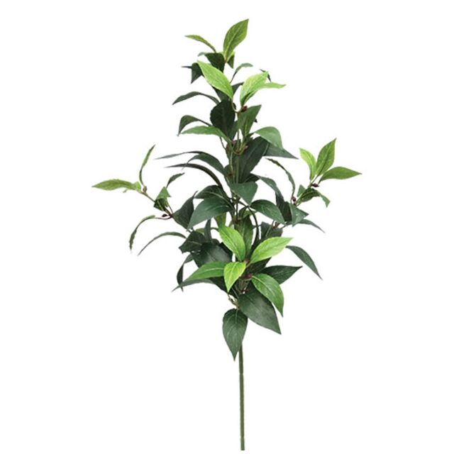 ΚΛΑΔΙ ΔΑΦΝΗΣ ΠΡΑΣΙΝΟ Y73cm.