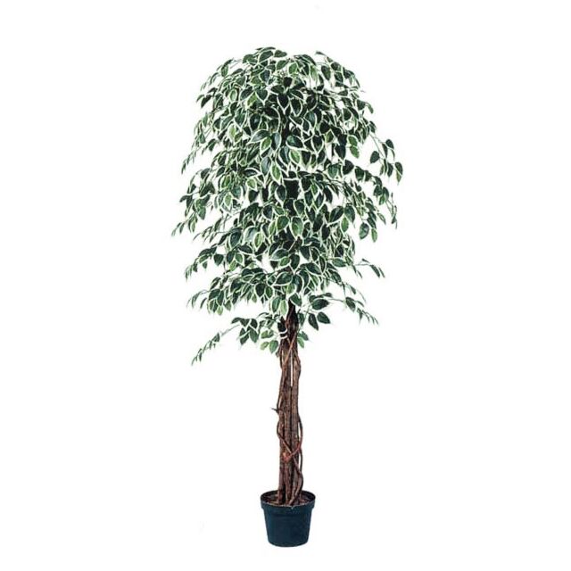 ΔΕΝΤΡΟ ΜΠΕΝΖΑΜΙΝ ΔΙΧΡΩΜΟ ΣΕ ΓΛΑΣΤΡΑ - Y180cm