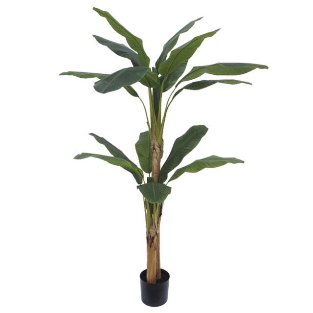 ΔΕΝΤΡΟ ΜΠΑΝΑΝΙΑ ΔΙΠΛΗ REAL TOUCH ΣΕ ΓΛΑΣΤΡΑ - Υ190cm