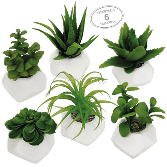 MINI ΚΑΚΤΑΚΙΑ MIX ΣΕ ΚΑΣΠΩ ΦΕΛΙΖΟΛ ΣΕΤ/6 - Υ17cm
