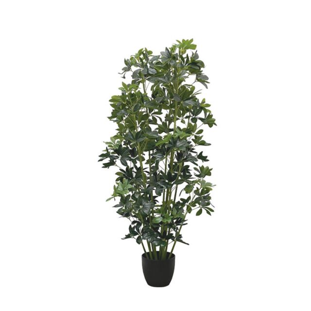 ΔΕΝΤΡΟ ΣΕΦΛΕΡΑ ΣΕ ΚΑΣΠΩ - Υ140cm