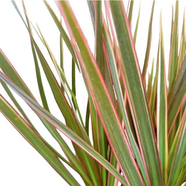 φυτό Δράκαινα | Dracaena Bicolor