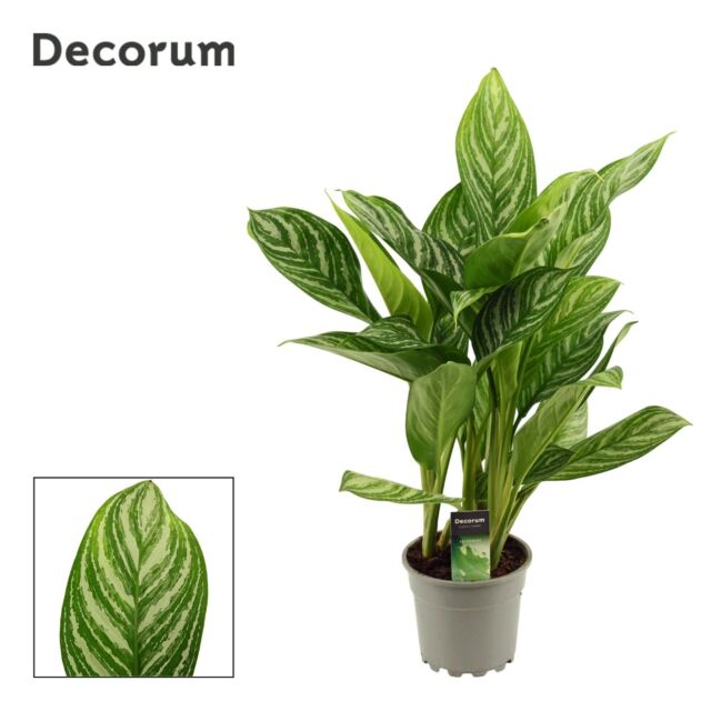 Φυτό Αγλαόνημα | Aglaonema Stripes 45-55 εκ.