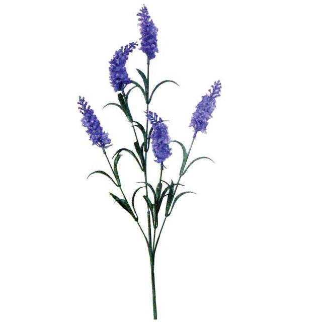 ΚΛΑΔΙ ΛΕΒΑΝΤΑ ΜΠΛΕ/ΜΩΒ Y70cm.