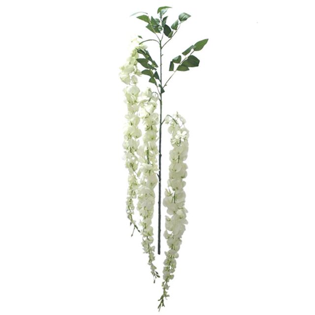 ΚΛΑΔΙ ΛΕΥΚΟ  ΑΚΑΚΙΑ  X3 Y91-150cm.