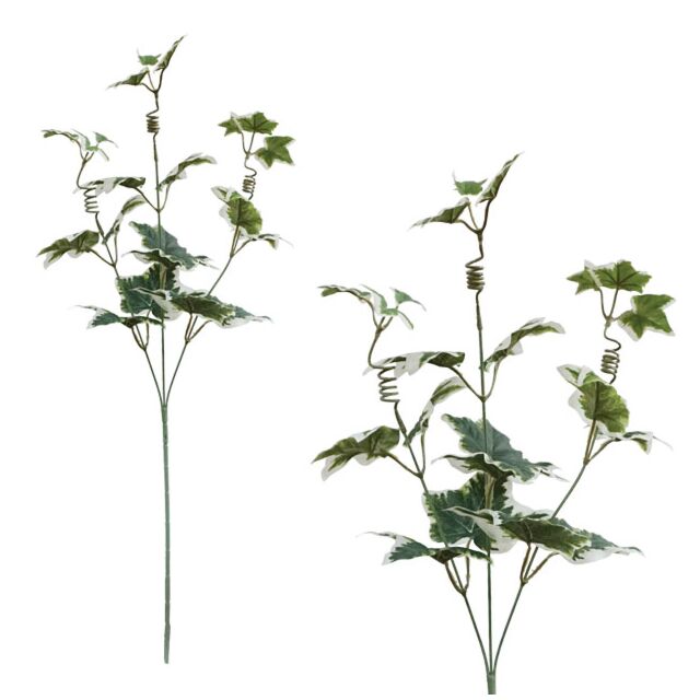 ΚΛΑΔΙ ΚΙΣΣΟΣ ΔΙΧΡΩΜΟΣ Y56cm.