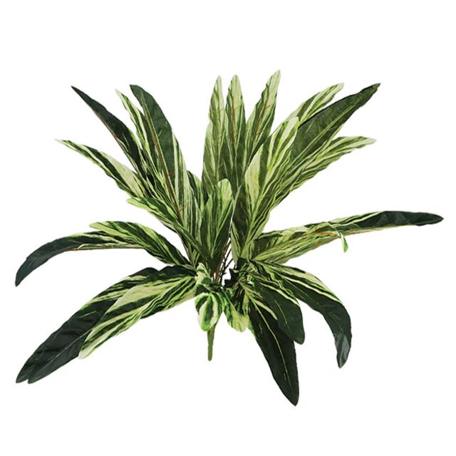 ΡΙΖΑ ΦΥΛΛΟ ΔΡΑΚΑΙΝΑΣ Y58cm