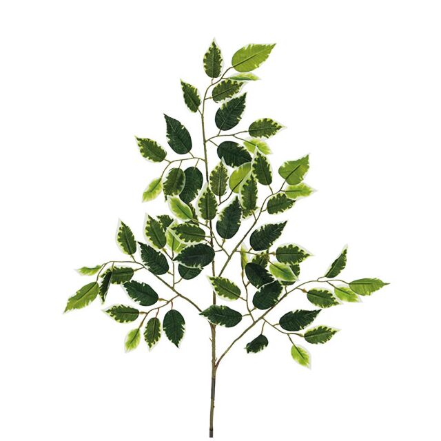 ΚΛΑΔΙ ΔΙΧΡΩΜΟ ΜΠΕΝΖΑΜΙΝ Υ65cm