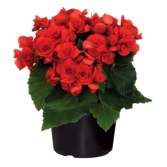 Φυτό Βιγόνια mix χρώματα | Begonia mix color