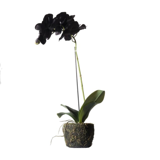 Τεχνητό Φυτό Ορχιδέα Phalaenopsis Real Touch Μαύρη με Βάση Moss 60 εκ.