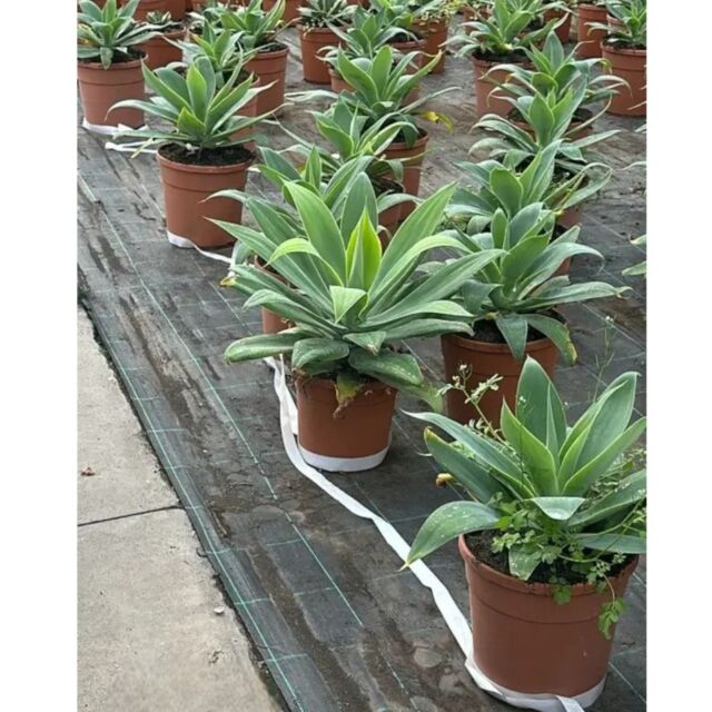 Αγαύη της Ουράς του Λιονταριού | Agave Αttenuata Φ 20 cm