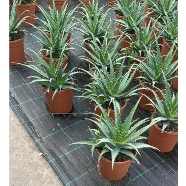Αλόη Σπινοσίσιμα | Aloe Spinosissima 