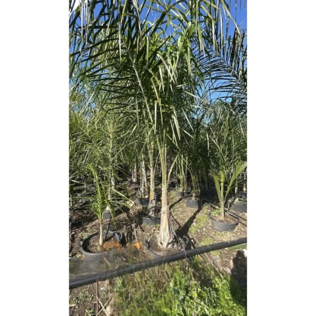 Δέντρο Arecastum (Cocos) 250-300 cm