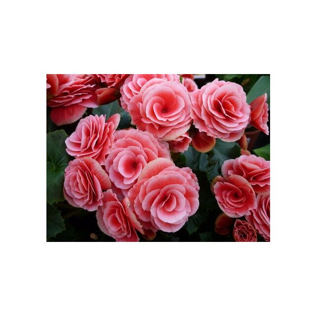 Φυτό Βιγόνια mix χρώματα | Begonia mix color
