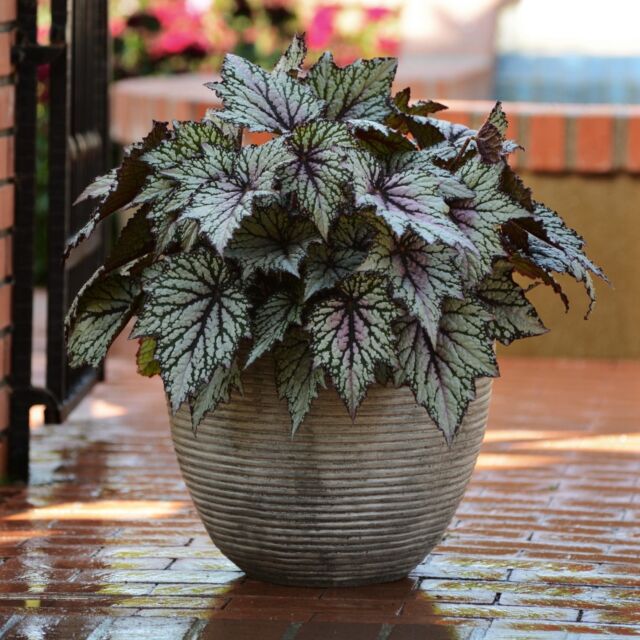 Φυτό Μπιγγόνια Ρεξ | Begonia Rex 8-12cm 