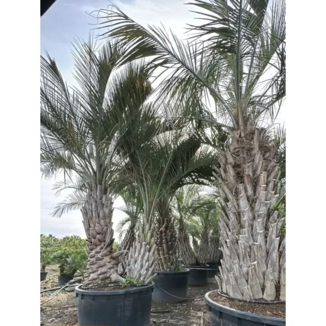 Βουτία | Butia Capitata 150-200 cm (Trunk)