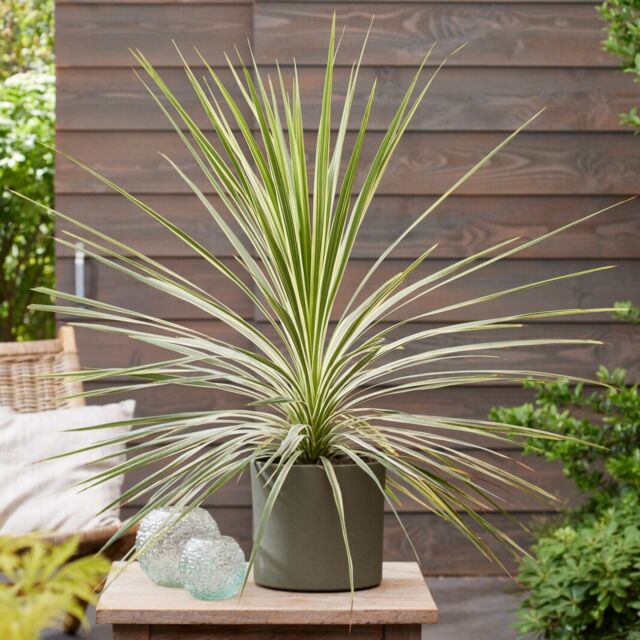 Φυτό Κορδιλίνη | Cordyline Australis Variegata
