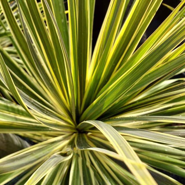 Φυτό Κορδιλίνη | Cordyline Australis Variegata