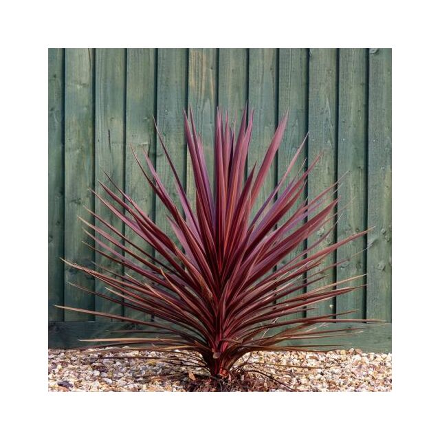 Φυτό Κορδιλίνη | Cordyline Australis Red Star