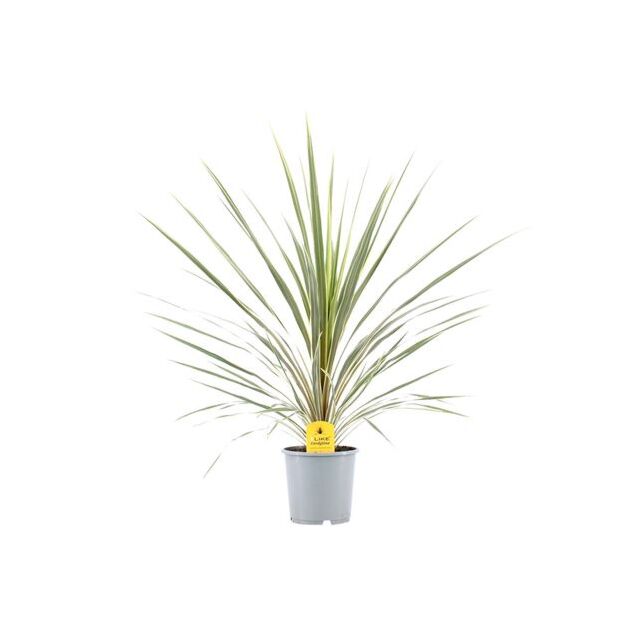 Φυτό Κορδιλίνη | Cordyline Australis Variegata
