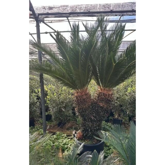 Σύκας με Διακλαδώσεις | Cycas Revoluta 100+ cm (Trunk)