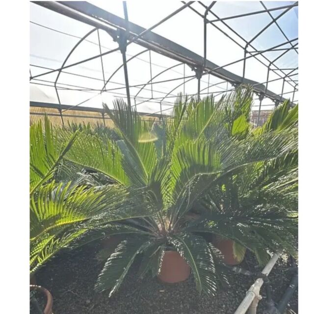 Σύκας | Cycas Revoluta Φ26