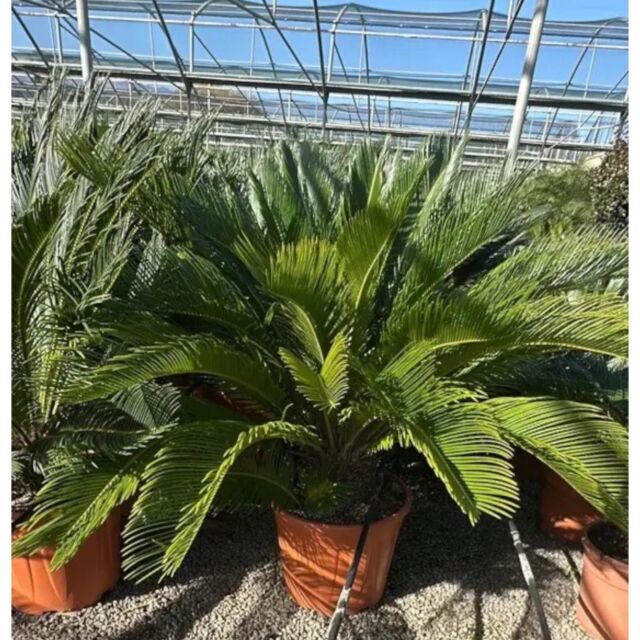Σύκας | Cycas Revoluta Φ33