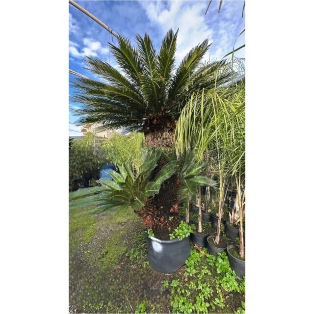 Σύκας με Διακλαδώσεις | Cycas Revoluta 170+ cm (Trunk)