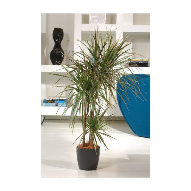 φυτό Δράκαινα | Dracaena Bicolor
