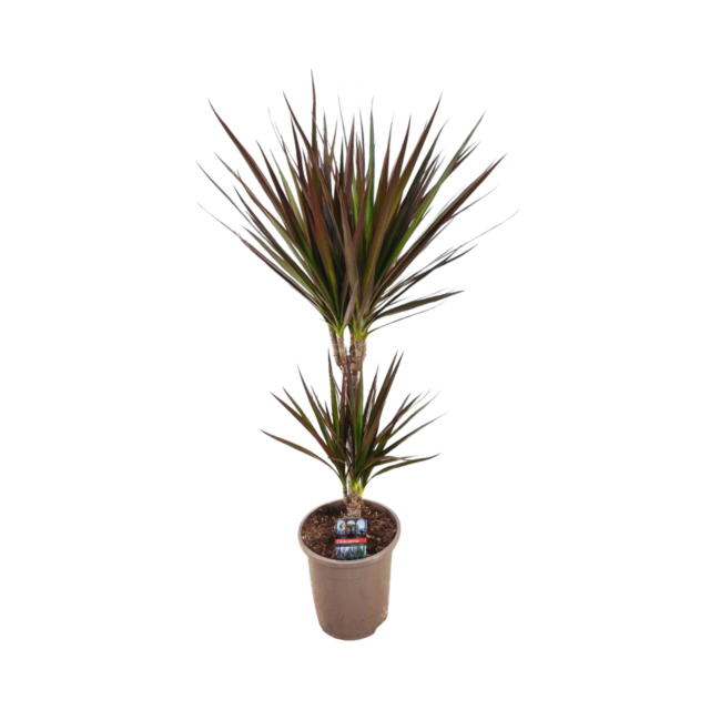 Φυτό Dracaena Marginata 60-80cm