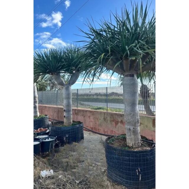 Dracaena Draco H150-200 x Φ60-70