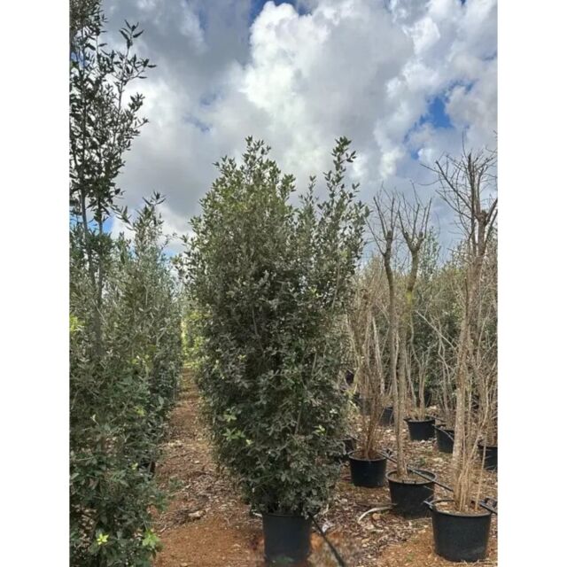 Δρύς | Quercus Ilex H200-250