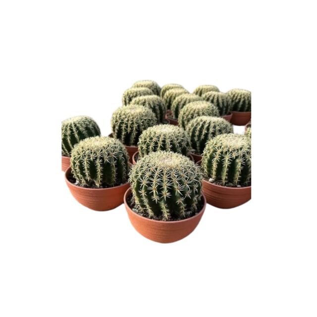 Αιχινόκακτος | Echinocactus Brevispinus Φ13 cm