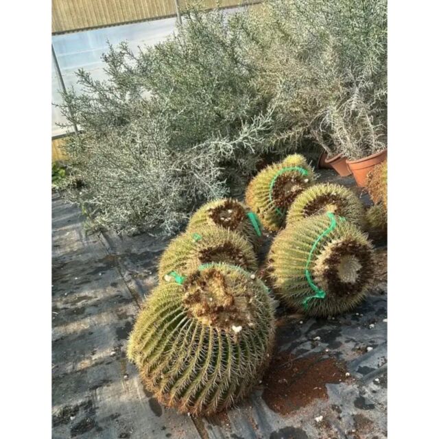 Αιχινόκακτος Γκρουσόνι | Echinocactus Grusonii
