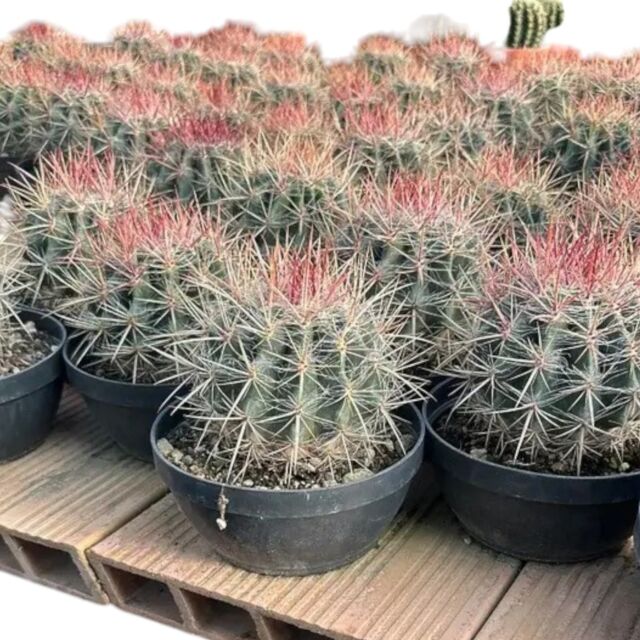 Φερόκακτος | Ferocactus Φ17