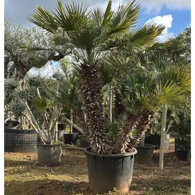 Χαμέροπας Χούμιλις | Chamaerops Humilis 250 cm 3 stems