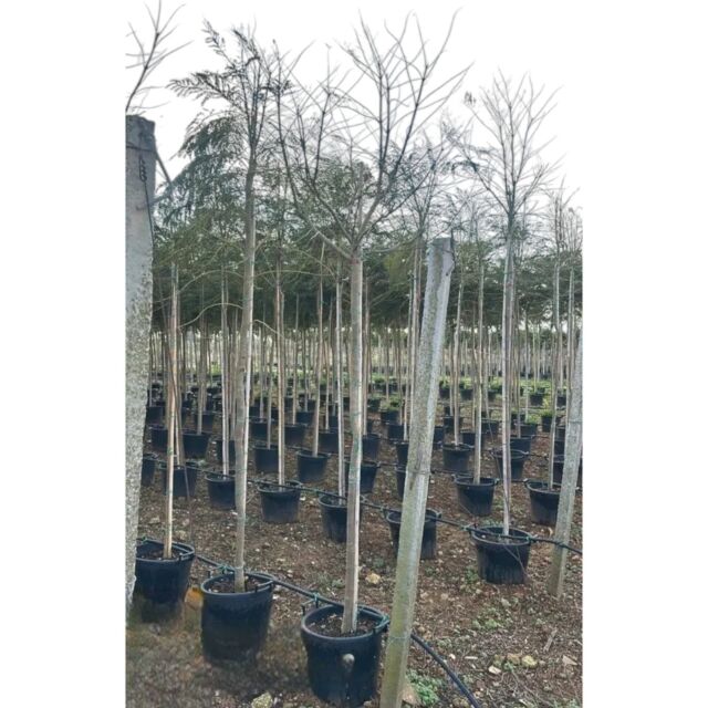 Γιακαράντα | Jacaranda Mimosifolia H 200-250 x Φ40 cm