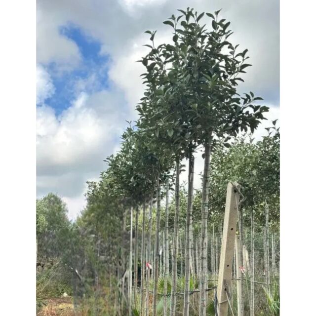 Λαγουνάρια | Lagunaria patersonia H250 x Φ40 cm (Trunk)