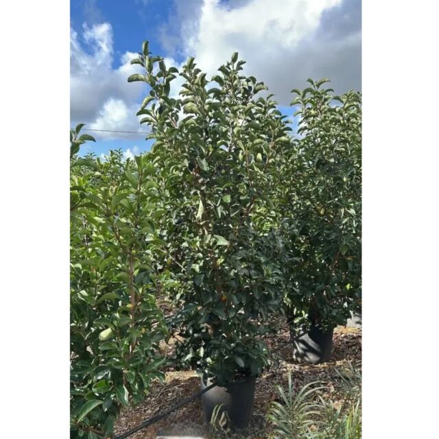Γυαλιστερή | Quercus Lucidum H200 cm x Φ45 