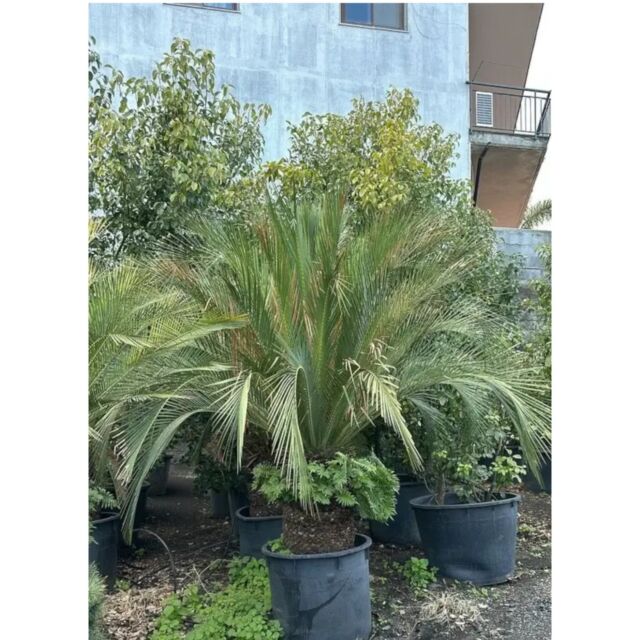 Μακροζάμια Μουρέι | Macrozamia moorei 