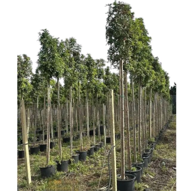 Σχίνος Μίαμι | Miami Pepper Tree H250 cm (Trunk)