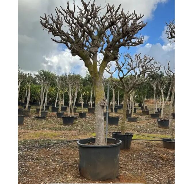 Μουριά (άσπρο, μαύρο καρπό) | Morus H 180 cm (Trunk)