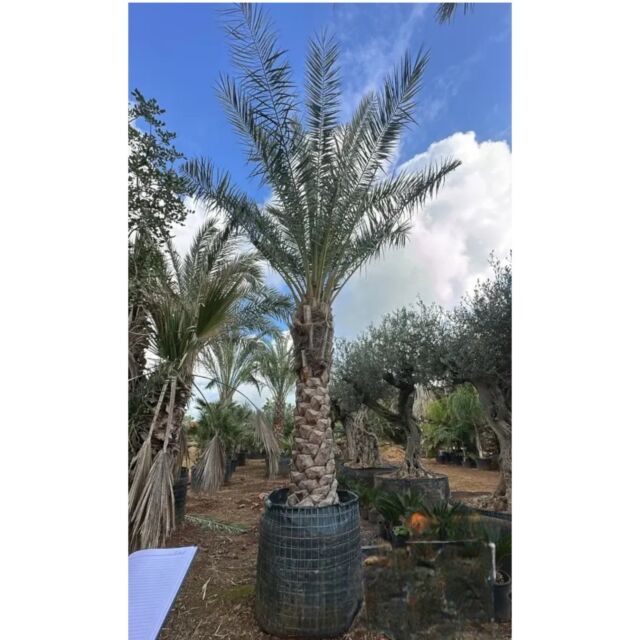Χουρμαδιά | Phoenix Dactylifera H200 CM (Κορμός)