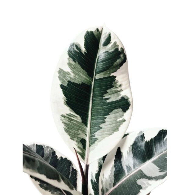Φυτό ficus Elastica Tineke 100-130cm